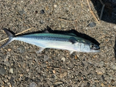 サゴシの釣果