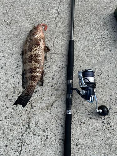 オオモンハタの釣果