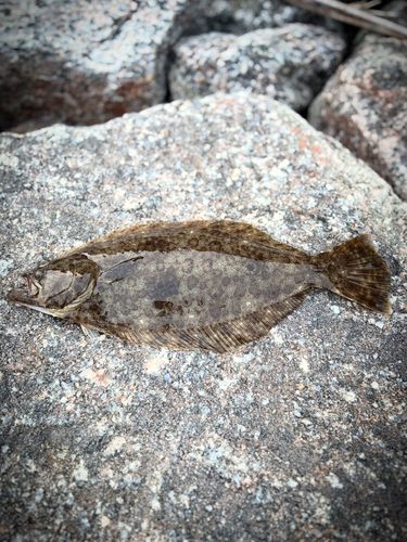 ソゲの釣果