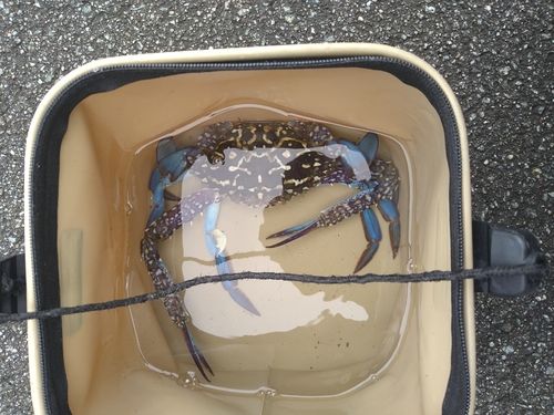 タイワンガザミの釣果