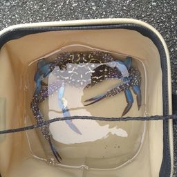 タイワンガザミ