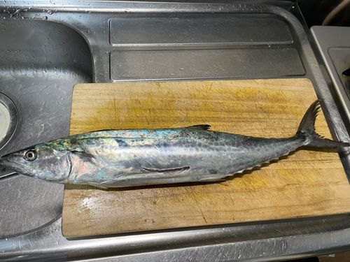 サゴシの釣果