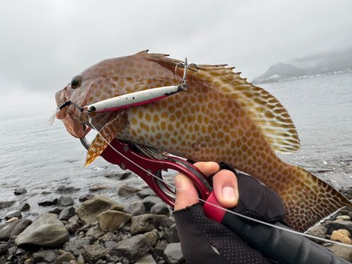 オオモンハタの釣果