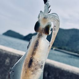 アオリイカ