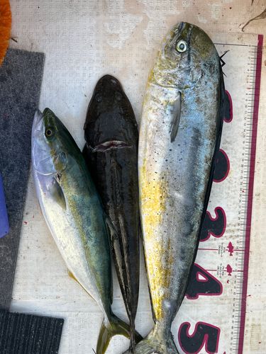 釣果
