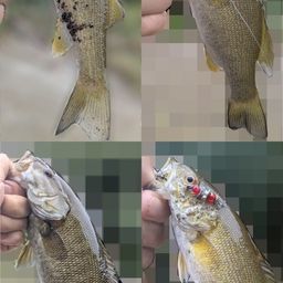 ブラックバス