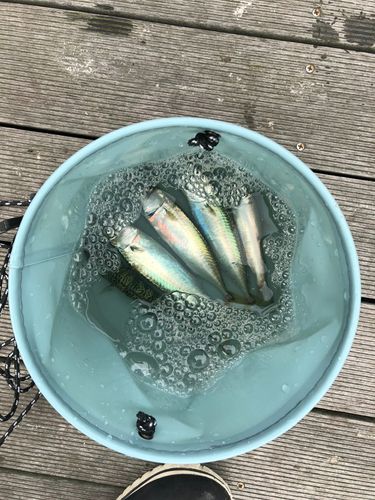 サバの釣果