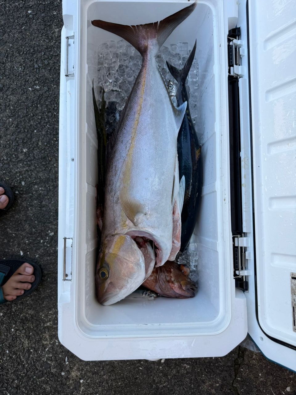 DAIWA 16ゴウイン 落とし込み M-243・Jの最安値・インプレ・釣果