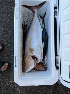 カンパチの釣果