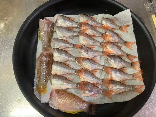 ネンブツダイの釣果