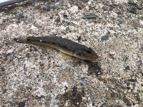ハゼの釣果