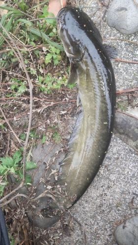 ナマズの釣果