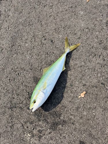 ツバスの釣果