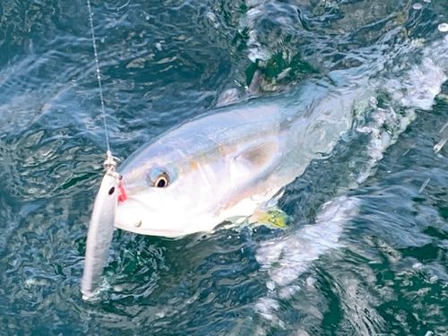 ハマチの釣果