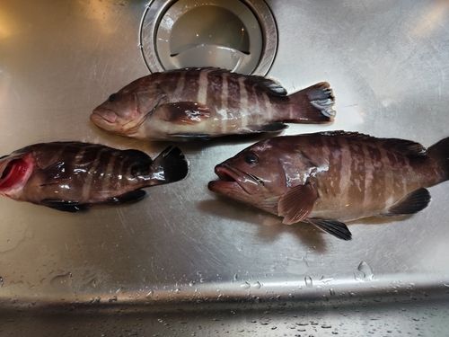 マハタの釣果