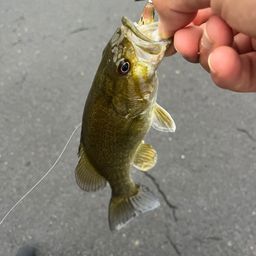 スモールマウスバス