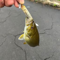 スモールマウスバス