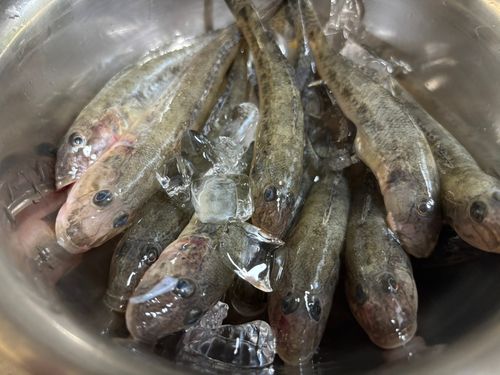 マハゼの釣果