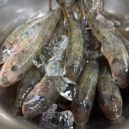 マハゼ