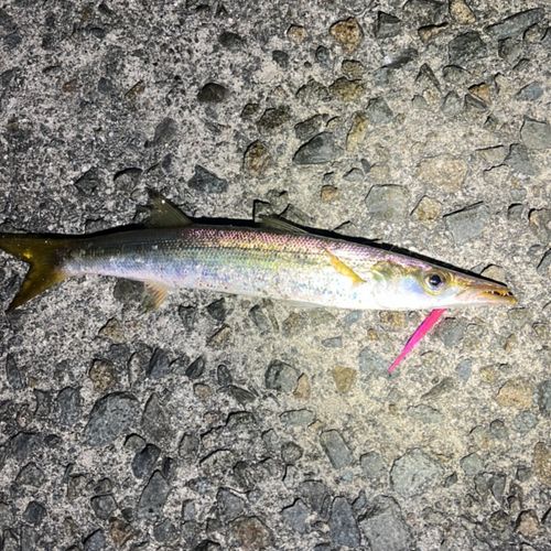 カマスの釣果