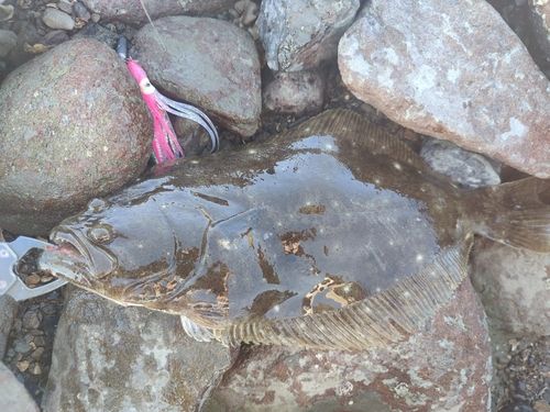 ヒラメの釣果