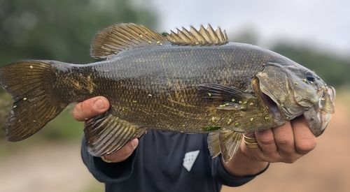 スモールマウスバスの釣果