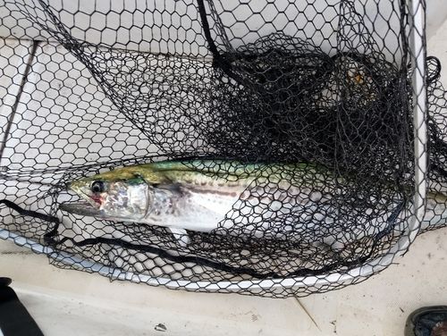 サワラの釣果