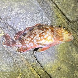 カサゴ