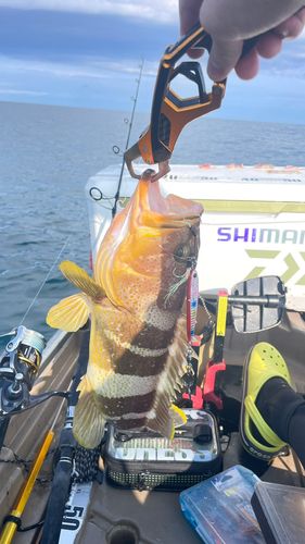 アオハタの釣果