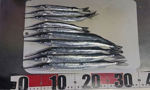 サヨリの釣果