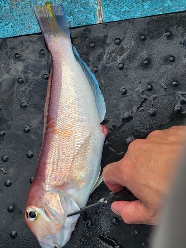 アカアマダイの釣果