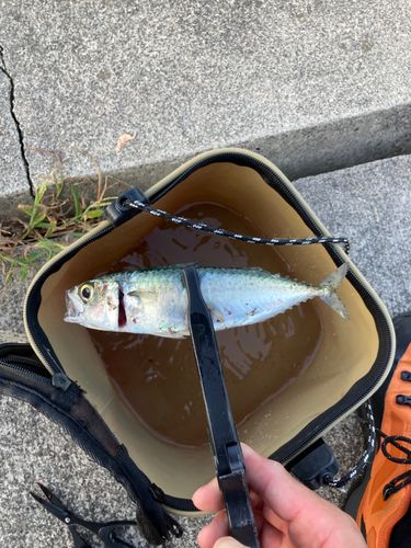 サバの釣果