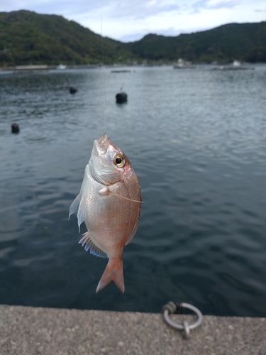 チャリコの釣果