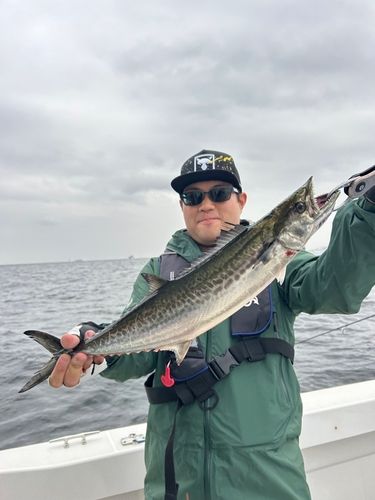 サワラの釣果