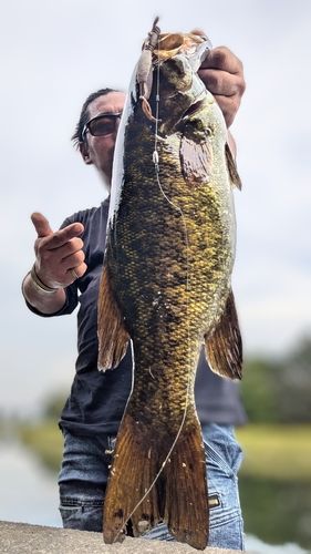 スモールマウスバスの釣果