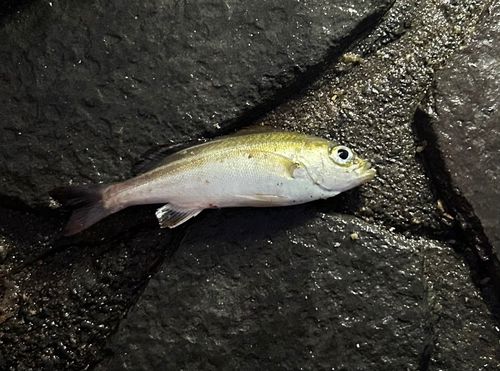 イサキの釣果
