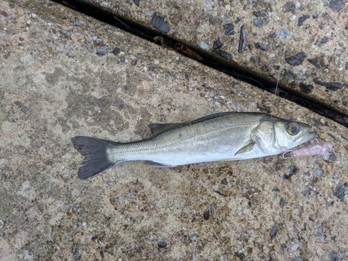 セイゴ（マルスズキ）の釣果