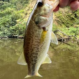 ラージマウスバス