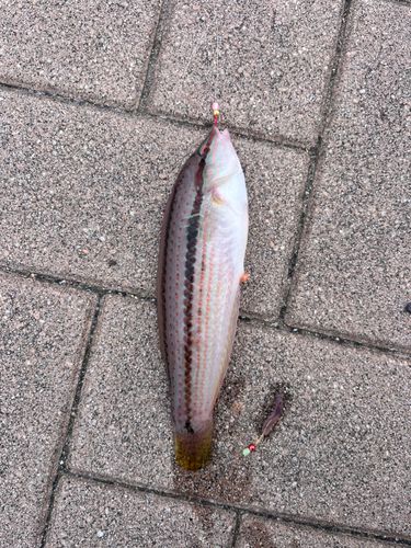 ベラの釣果