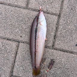 ベラ
