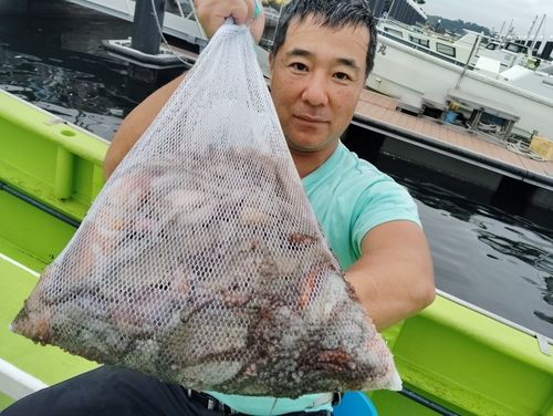 マダコの釣果