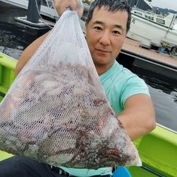マダコ
