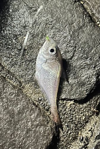 ハタンポの釣果