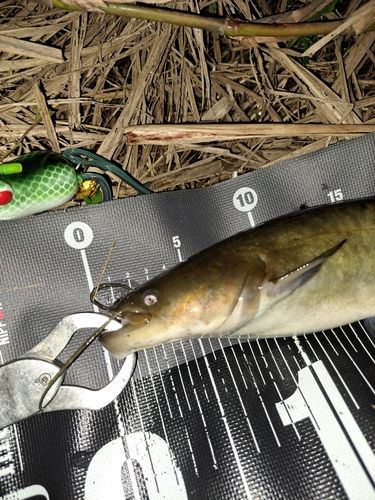 ナマズの釣果