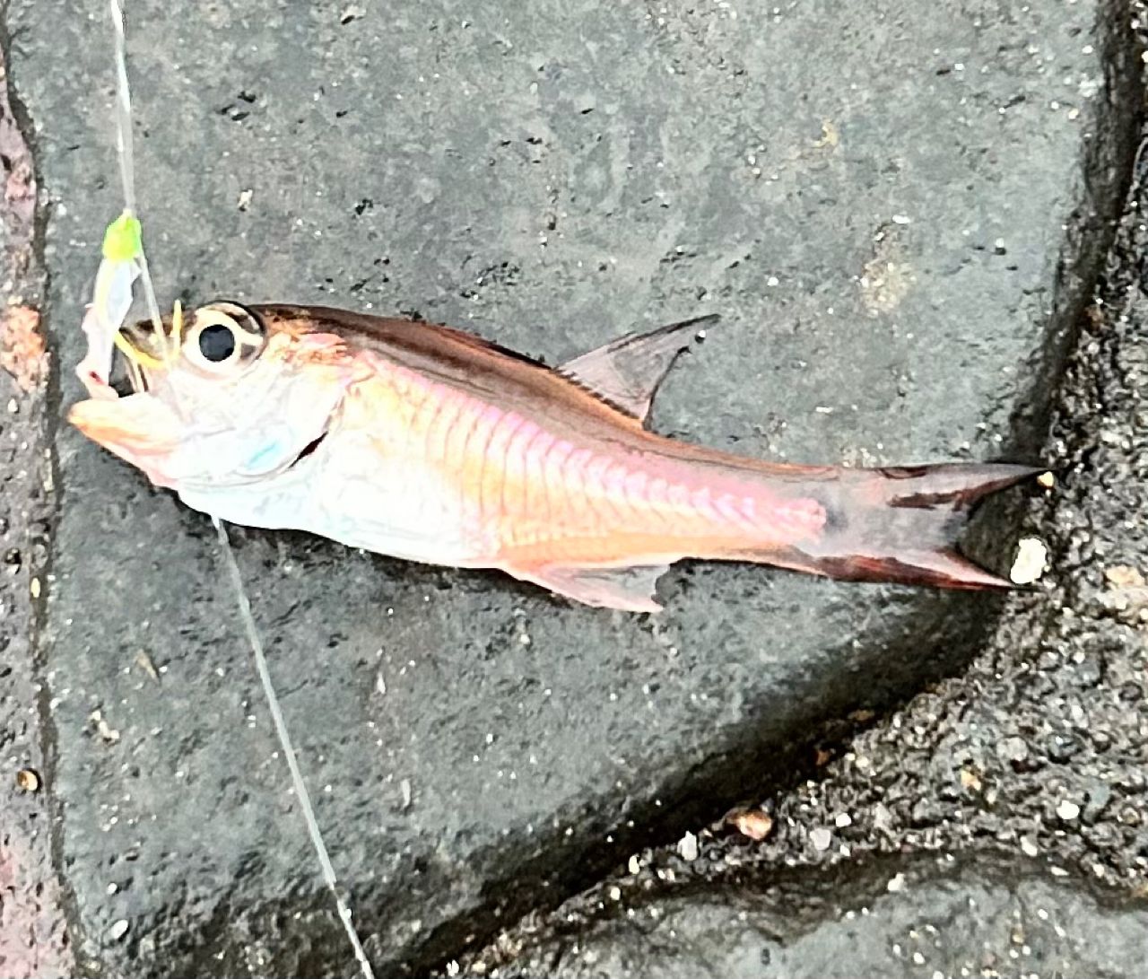 ネンブツダイ