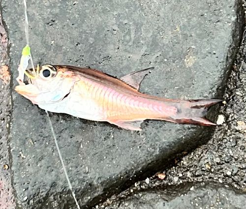ネンブツダイの釣果