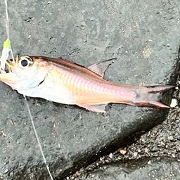 ネンブツダイ