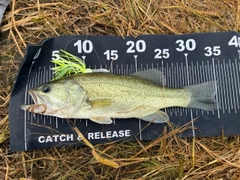 ブラックバスの釣果