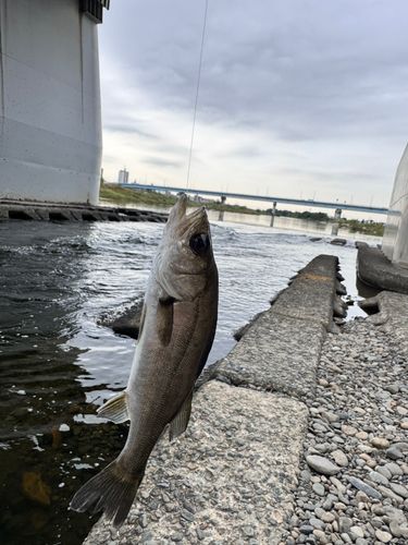 セイゴ（ヒラスズキ）の釣果
