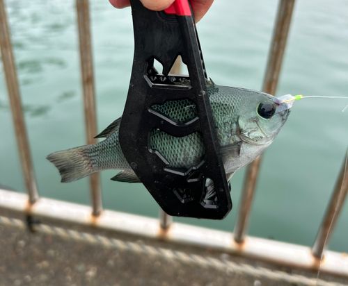 メジナの釣果